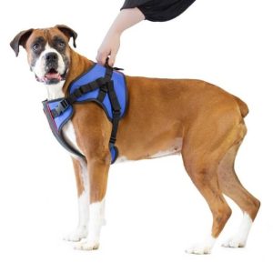 Perro usando el arnés de soporte delantero Walkin' Pets con un ajuste cómodo.