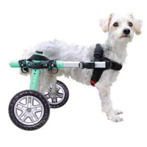 Perro pequeño usando la silla de ruedas Walkin' Pets talla Small para caminar.
