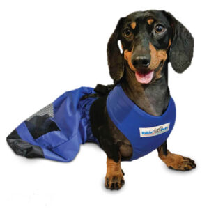 Perro salchicha usando la bolsa de arrastre azul de Walkin' Pets para proteger sus patas traseras.