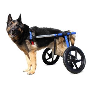 Perro Pastor Alemán usando la silla de ruedas Walkin' Wheels talla Large para recuperar su movilidad.