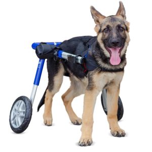 Silla de Ruedas para Perros Medianos (Talla Medium) - Walkin' Wheels