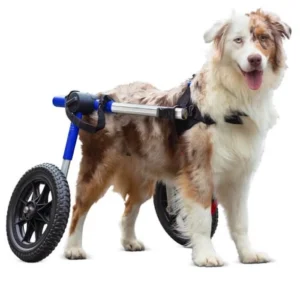 Silla de Ruedas para Perros Medianos y Grandes – Walkin’ Wheels Medium/Large